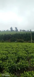 5 Acres Limuru Land with Tea Bushes - 4