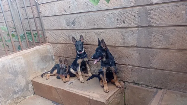 Kizuka Safi wa German Shepherd - Mwezi 4 - 1