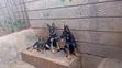 Kizuka Safi wa German Shepherd - Mwezi 4 - 1