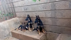 Purebred German Shepherd Puppy - 4 Months Old
