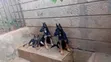 Kizuka Safi wa German Shepherd - Mwezi 4 - 2