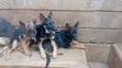 Kizuka Safi wa German Shepherd - Mwezi 4 - 3