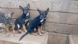 Kizuka Safi wa German Shepherd - Mwezi 4 - 4