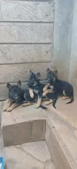 Kizuka Safi wa German Shepherd - Mwezi 4 - 5