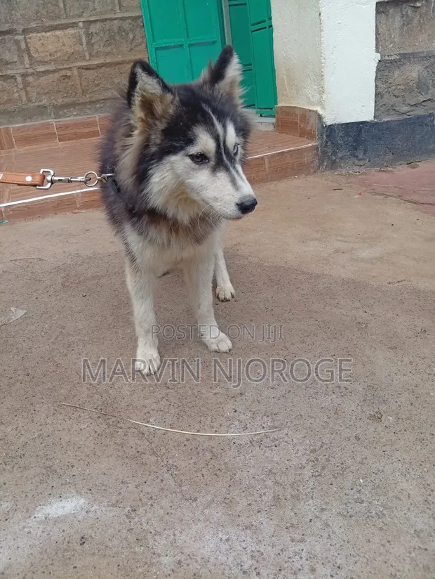 Female Siberian Husky, 6-12 Months - 1
