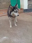 Female Siberian Husky, 6-12 Months - 1