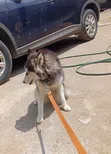 Female Siberian Husky, 6-12 Months - 2