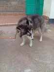 Female Siberian Husky, 6-12 Months - 3