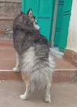 Female Siberian Husky, 6-12 Months - 4