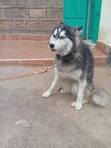 Female Siberian Husky, 6-12 Months - 5