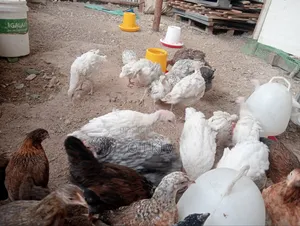 Turkey Poults - Vaccinated