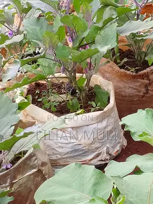 Yellow Receptacle Eggplant Seedlings