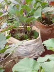 Yellow Receptacle Eggplant Seedlings - 1