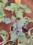 Yellow Receptacle Eggplant Seedlings - 2