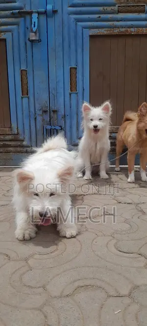 Purebred Female Japanese Spitz Puppy (6-12 Months)