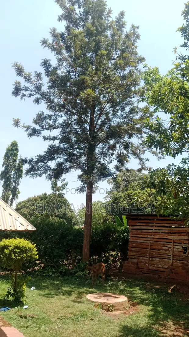 0.08 Ha Prime Land for Sale in Busia (Burumba) - 1