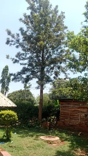 0.08 Ha Prime Land for Sale in Busia (Burumba)