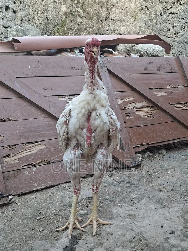 Aggressive Healthy Male Kuchi Chicken - 1