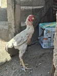 Aggressive Healthy Male Kuchi Chicken - 2