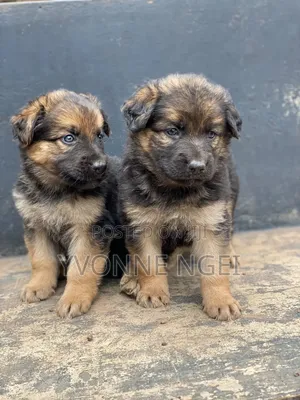 Female Purebred German Shepherd Puppy (0-1 Month)