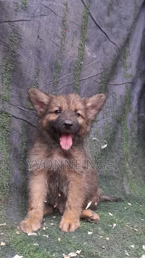 Male Purebred German Shepherd Puppy (0-1 Month)