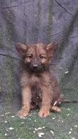 Kizibo Safi cha German Shepherd wa Kiume (0-1 Mwezi) - 2