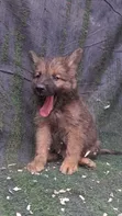 Kizibo Safi cha German Shepherd wa Kiume (0-1 Mwezi) - 3