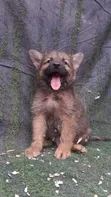 Kizibo Safi cha German Shepherd wa Kiume (0-1 Mwezi) - 4