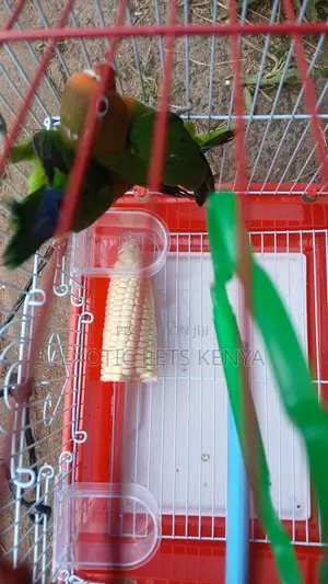 Fischer Lovebirds - Baby Female