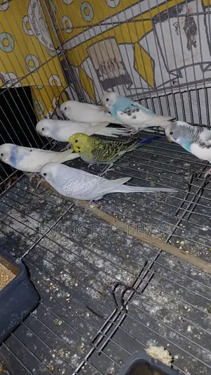 Budgie Parrots for Sale