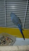 Budgie Parrots for Sale - 2