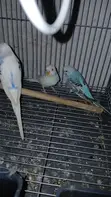 Budgie Parrots for Sale - 3