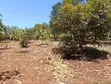 Half Acre Land for Sale in Marema, Makuyu - 2