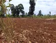 Kitalu cha Robo Eka Kinachouzwa Githingiri, Thika - 3