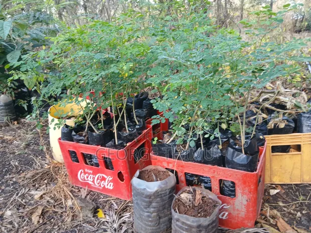 Large Moringa Tree Seedlings - 1