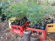 Large Moringa Tree Seedlings - 1