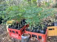 Large Moringa Tree Seedlings - 2
