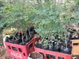 Large Moringa Tree Seedlings - 3