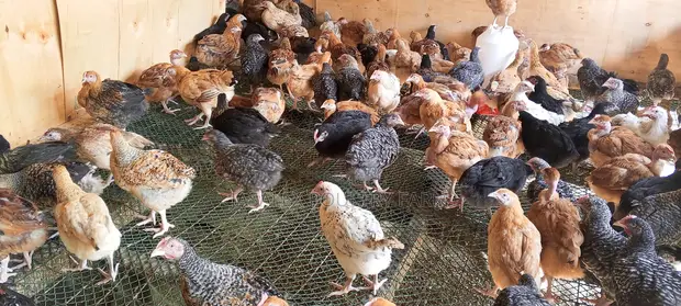 Improved Kiemyeji Chicks - 1