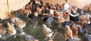 Improved Kiemyeji Chicks