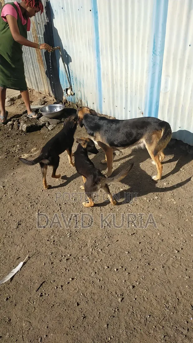 Male Mixed Breed German Shorthaired Pointer, 6-12 Months - 1