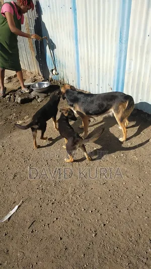 Male Mixed Breed German Shorthaired Pointer, 6-12 Months