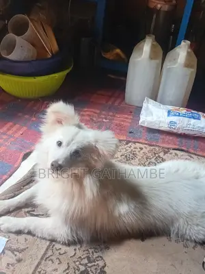Purebred Chihuahua Puppy - 3-6 Months Male