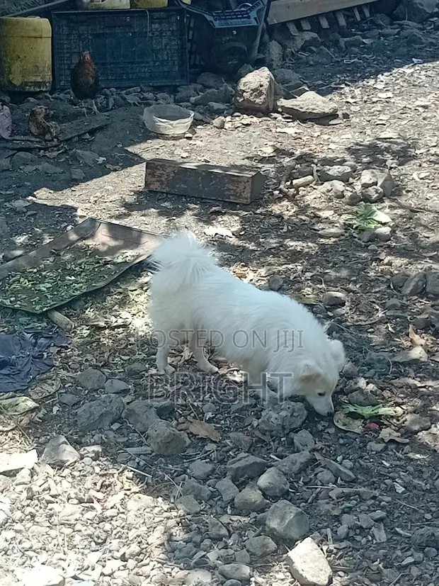 Male Mixed Breed Chihuahua, 6-12 Months - 1