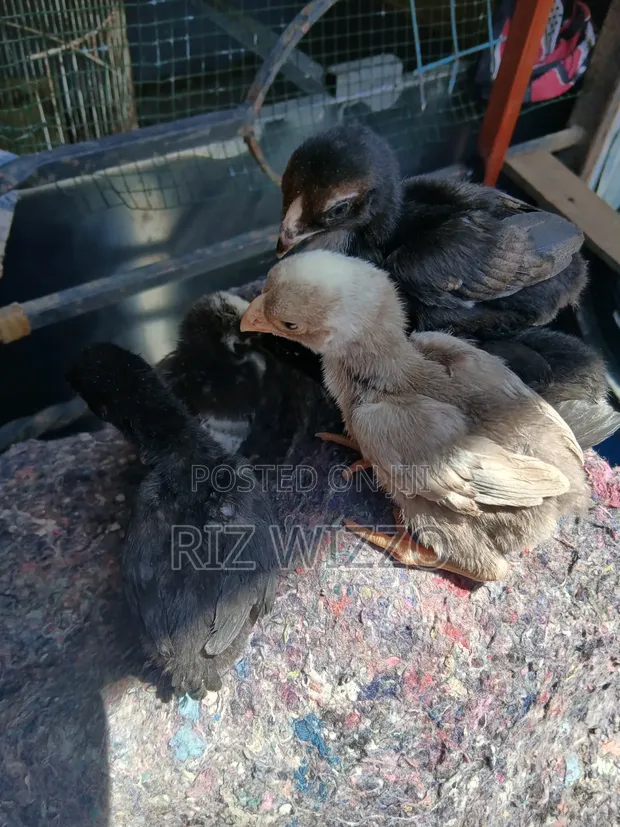 Kuchi Chicks - 2 Weeks Old - 1