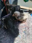 Kuchi Chicks - 2 Weeks Old - 2