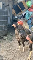 Kuchi Chicks - 2 Weeks Old - 3