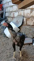 Kuchi Chicks - 2 Weeks Old - 4