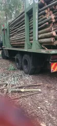 Timber Poles: Untreated & Treated, All Sizes - 5
