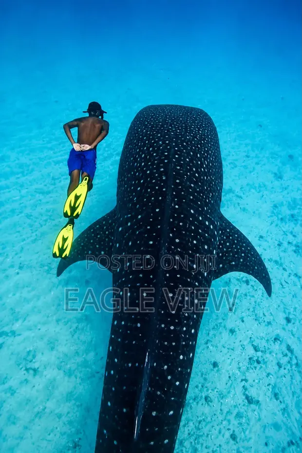 Mafia Island Whale Shark Experience - 1